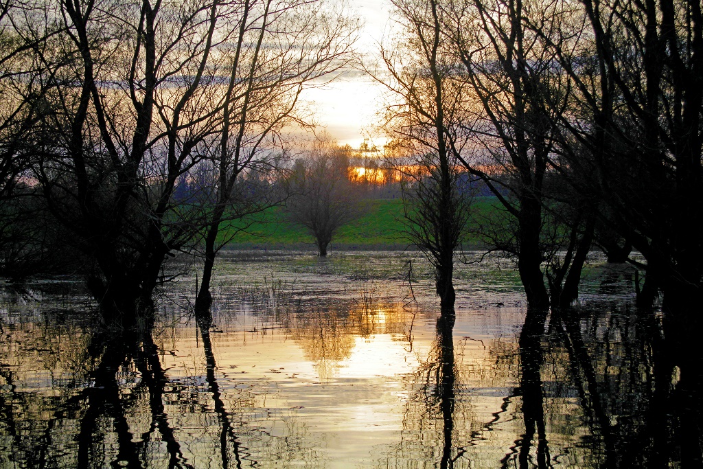 Kopacki nature