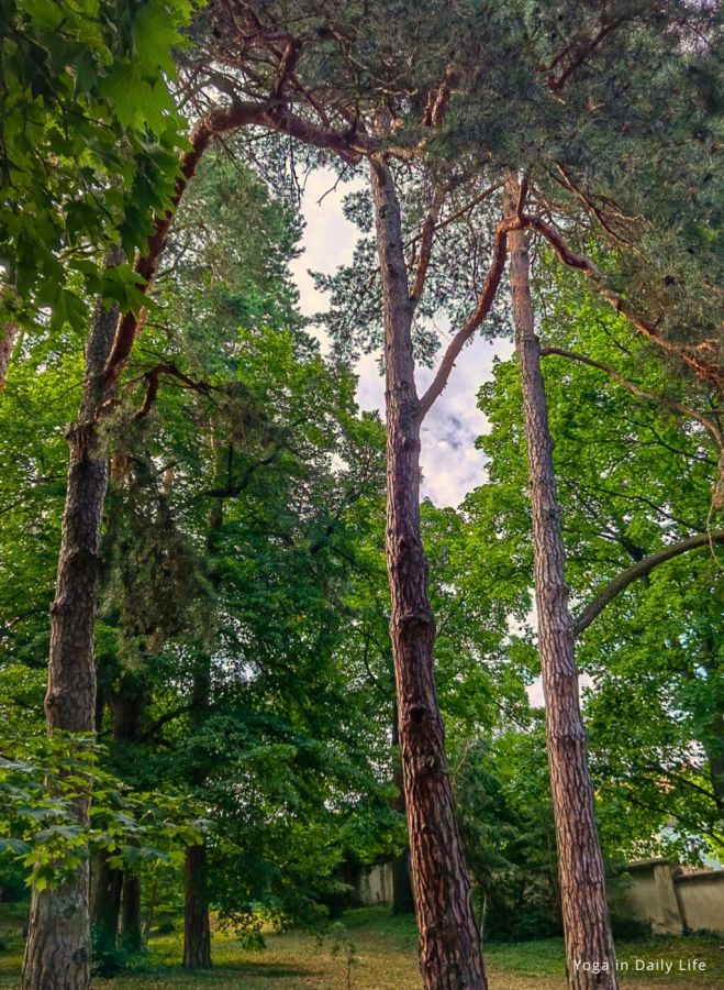 ﻿Ancient trees at risk in Strilky Ashram