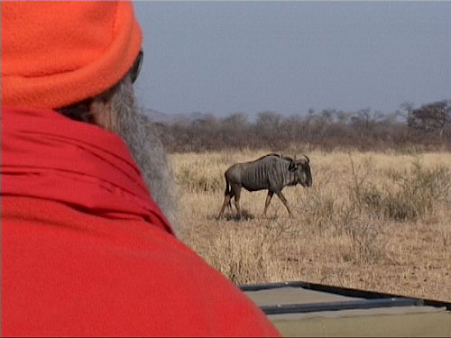 Swamiji with wilderbeast